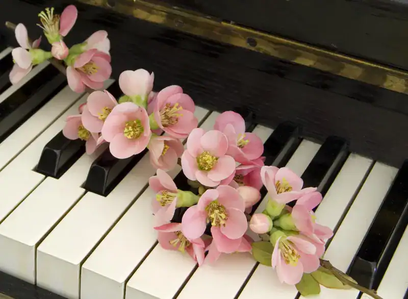 Zachte roze bloemen op een zwart-wit pianotoetsen, symbool van afscheid en herinnering voor uitvaartverzorging.